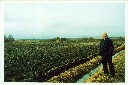 2125 x 1417 pix, 643 kt